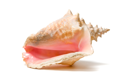 Conch Perle Muschel